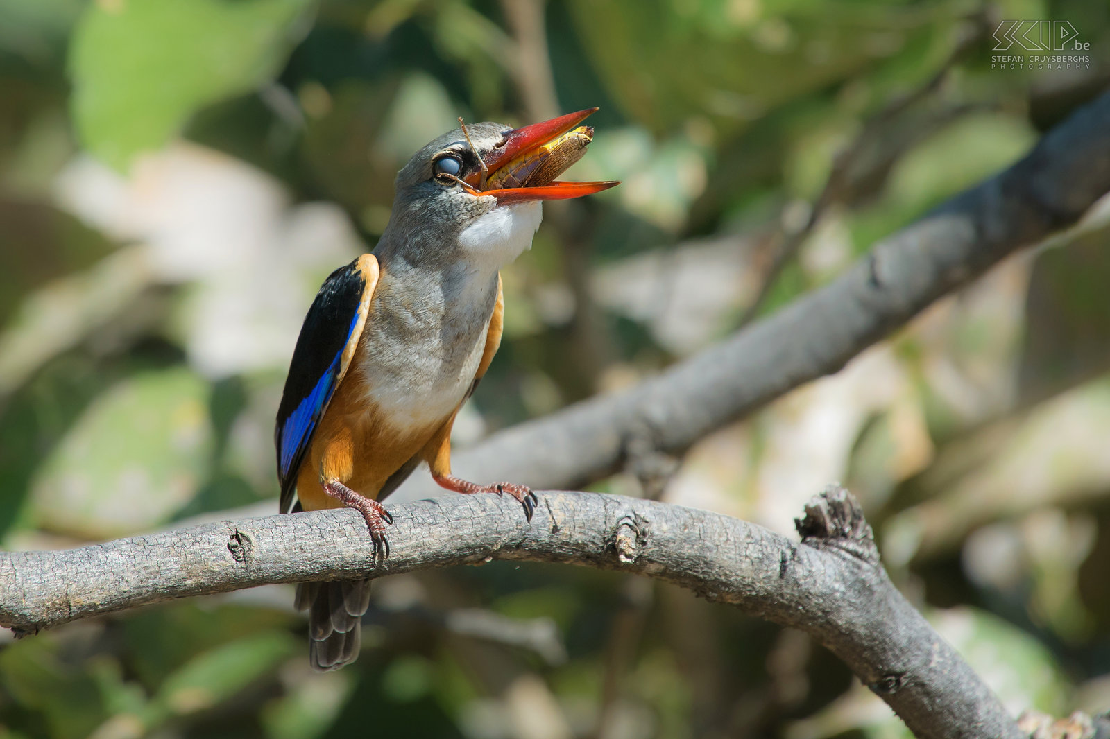 South Luangwa - Grijskopijsvogel Deze grijskopijsvogel (Grey-headed kingfisher, Halcyon leucocephala) slikt de sprinkhaan volledig binnen. Stefan Cruysberghs